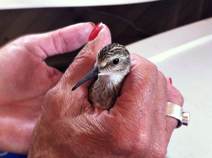 Anna-Marie with a bird in her hand